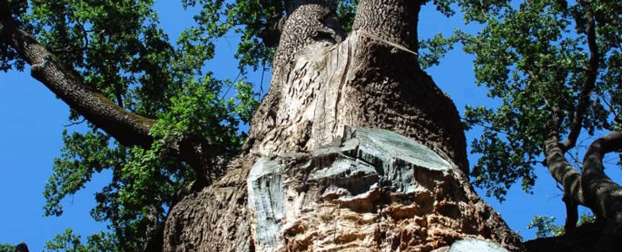 У Черкаській області знаходиться легендарний дуб, який отримав назву на честь Максима Залізняка, народного героя. Дубу вже більше 1000 років і він має чудодійні властивості.