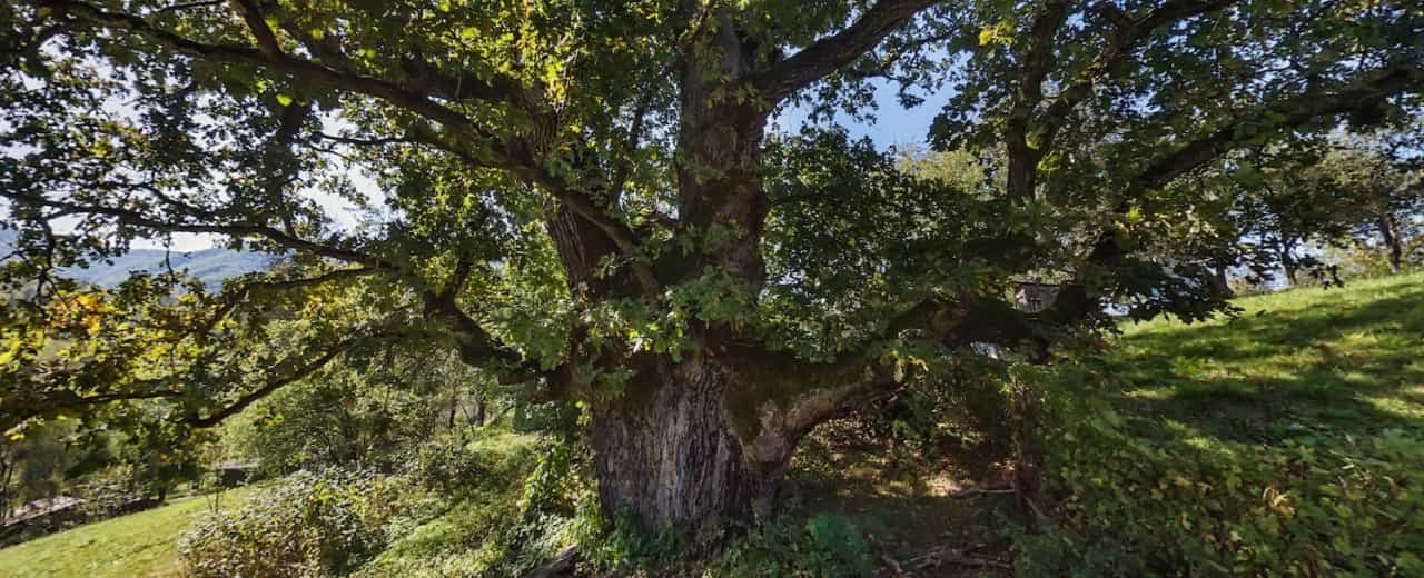 Дуб Чемпіон - це один з найвідоміших дубів в Україні, який росте в Закарпатті на заході країни. Це дерево відоме своїм вражаючим розміром та віком, а також історією, пов'язаною з його назвою.