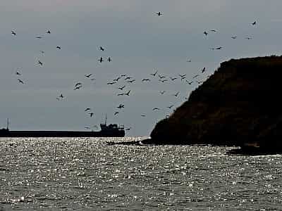 Острів Березань розташувався серед вод Чорного моря. На ньому немає високих дерев або кущів, тільки висока трава, а також безліч птахів, які почуваються в безпеці на острові.