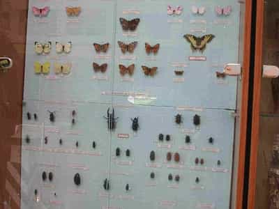колекція метеликів в музеї лісу на Рівненщині