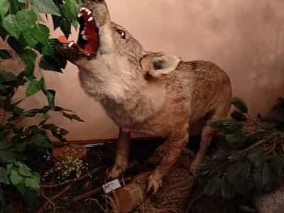 опудала тварин в музеї лісу на Рівненщині