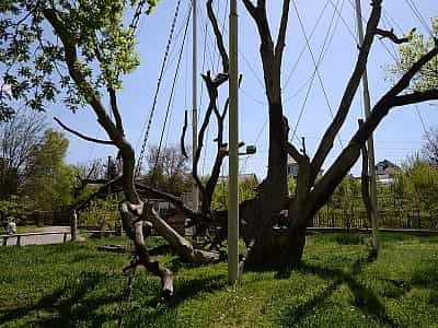 Запорозький дуб - унікальна ботанічна пам'ятка, що становить історичну та культурну цінність.