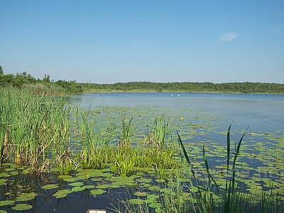 Озеро Луки є природним карстовим утворенням, розташованим у Шацькому районі Волинської області