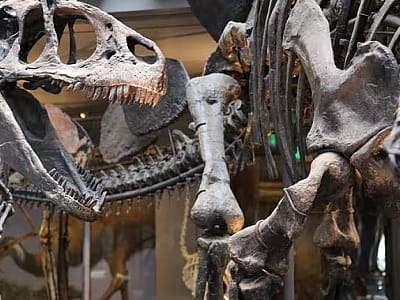 Палеонтологічний музей Національного науково-природничого комплексу в Києві